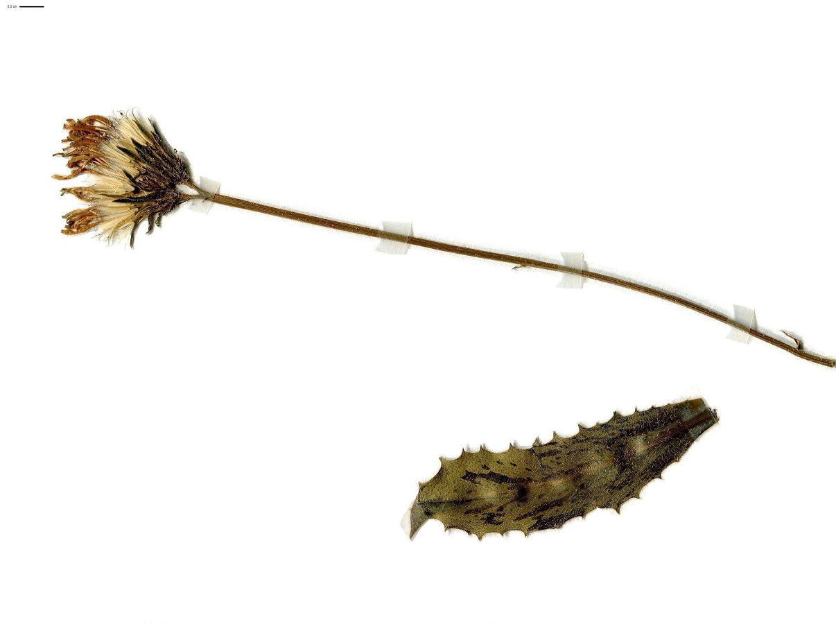 Hypochaeris maculata (Asteraceae)